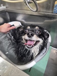 レナちゃんのトリミング写真