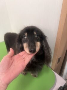 蓮(れん)くんのトリミング写真