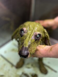 ロビンくんのトリミング写真