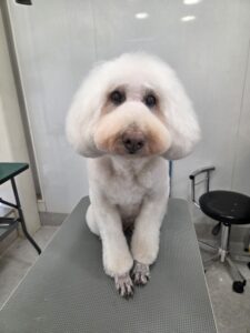 12月24日のわんこたちの写真