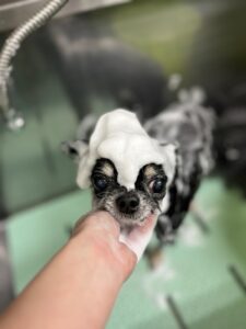 アースくんのトリミング写真