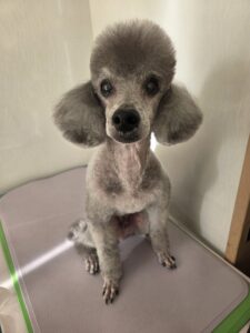 エディくんのトリミング写真