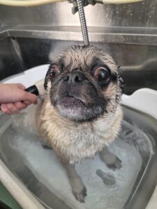 エマちゃんのトリミング写真