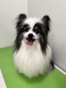 エルくんのトリミング写真