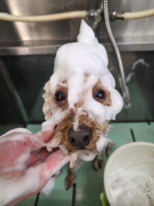 カイくんのトリミング写真