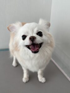 カロンちゃんのトリミング写真