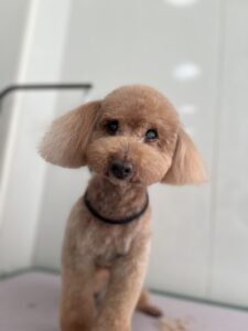 クッキーくんのトリミング写真