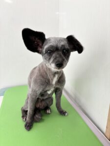 ココアちゃんのトリミング写真