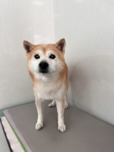 コタロウくんのトリミング写真