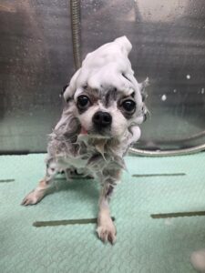 サニーちゃんのトリミング写真