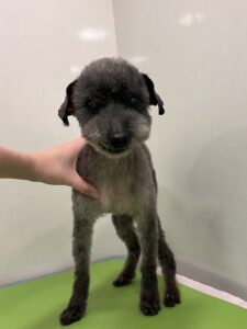 シオンくんのトリミング写真