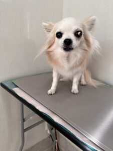 cinnamon(シナモン)ちゃんのトリミング写真