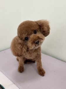 シフォンちゃんのトリミング写真