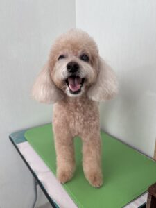 ショコラちゃんのトリミング写真