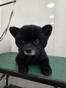 ジッポくんのトリミング写真