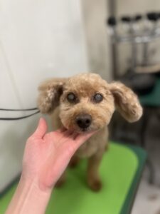 チェリーちゃんのトリミング写真