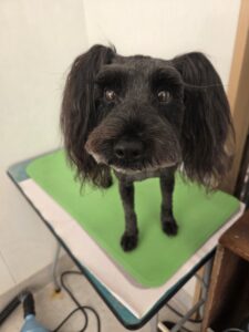 チョコちゃんのトリミング写真