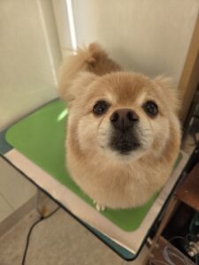 チョビくんのトリミング写真