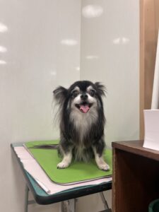 ティムくんのトリミング写真