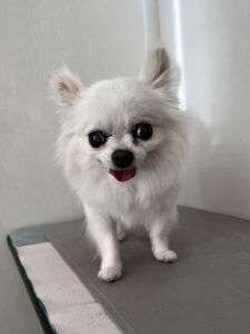 ナナちゃんのトリミング写真