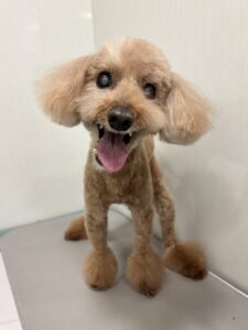 ナナちゃんのトリミング写真