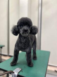 ネロくんのトリミング写真