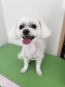 ノアちゃんのトリミング写真