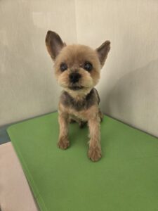 ハチくんのトリミング写真