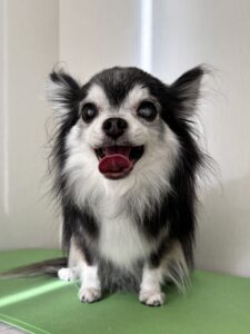 ハチくんのトリミング写真