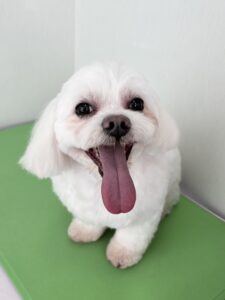 ハルくんのトリミング写真