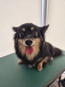 ハルちゃんのトリミング写真