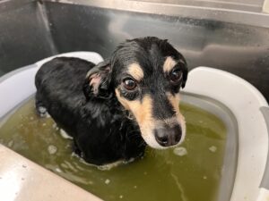 ハリーくんのトリミング写真