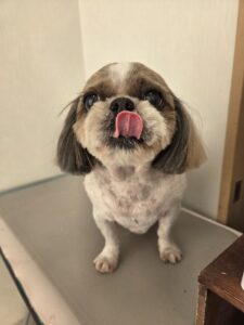 ピッポくんのトリミング写真