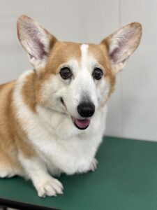 ピースちゃんのトリミング写真