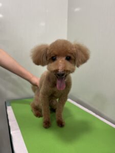 フランくんのトリミング写真