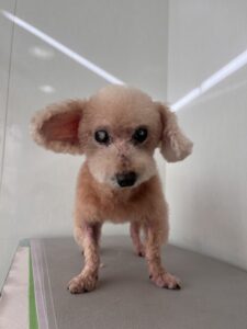 フランくんのトリミング写真