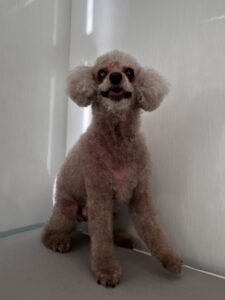 ボアちゃんのトリミング写真