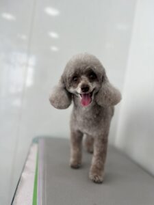 マイちゃんのトリミング写真