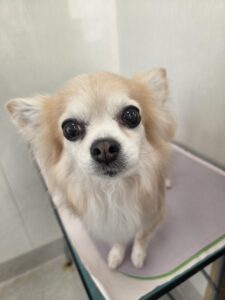 マイカちゃんのトリミング写真