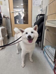 マサハルくんのトリミング写真