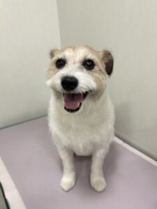 マッシュくんのトリミング写真