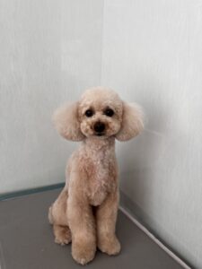 マロンくんのトリミング写真