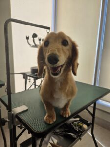 マロンくんのトリミング写真