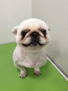 ミルキーちゃんのトリミング写真