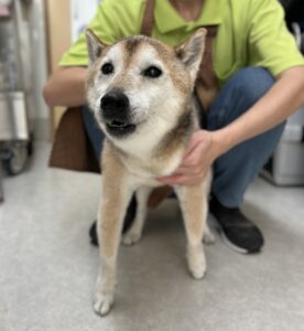 ムサシくんのトリミング写真