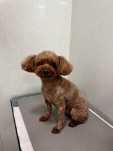 モカくんのトリミング写真