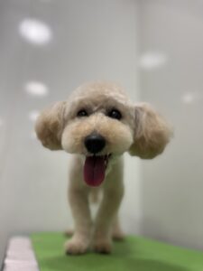 モカくんのトリミング写真