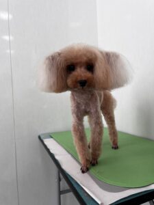 ライくんのトリミング写真