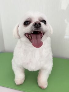 ライくんのトリミング写真