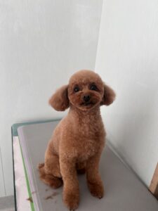 ライムくんのトリミング写真